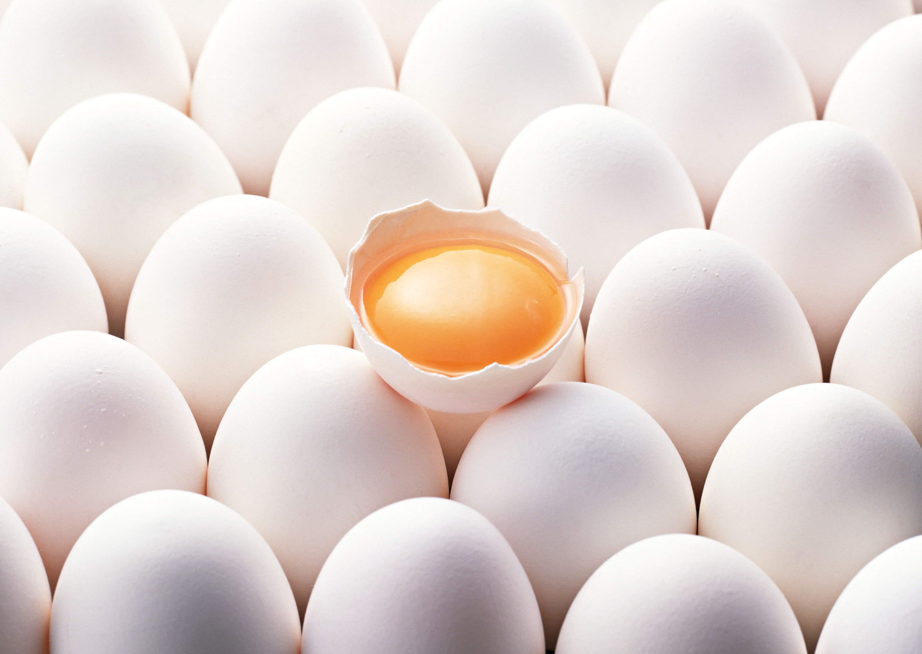 منتجات البيض المجمّدة
